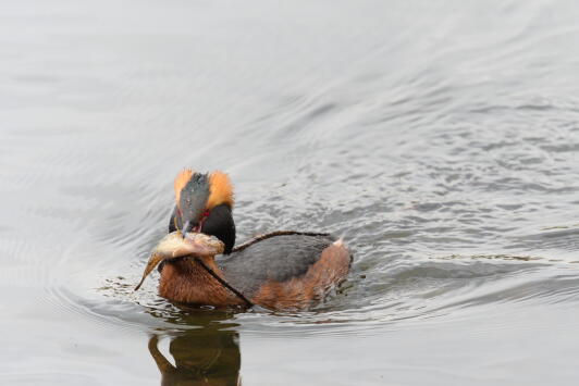 красношейная поганка 2