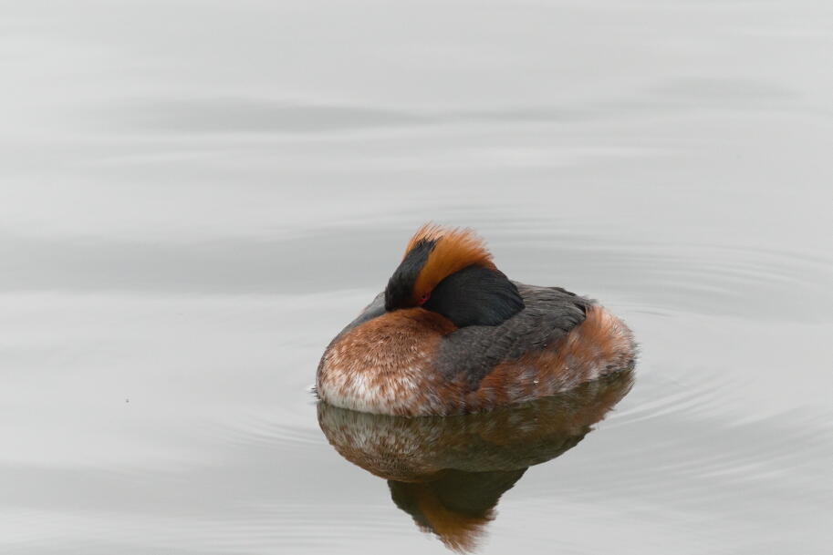 красношейная поганка 3