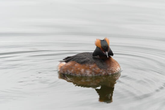 красношейная поганка 4