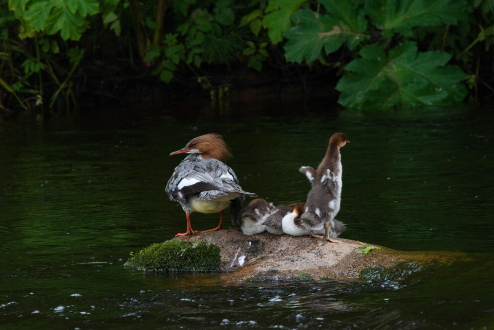 Водоплавающие